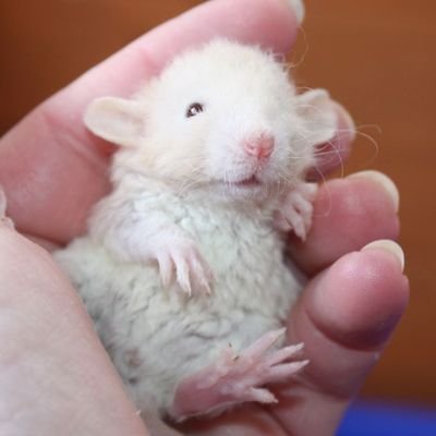 라오니さんのプロフィール画像