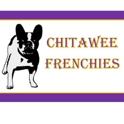 We are an AKC Breeder of Merit of superior quality, champion pedigree French Bulldogs for over 30 years. Call (918) 801-3528  Email chitaweefrenchies@gmail.com
