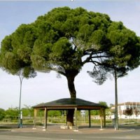 AV Pinar De Antequera (@av_pinar) 's Twitter Profile