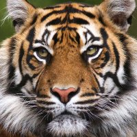 Mary Ryan (@maryryan_lcss) 's Twitter Profile