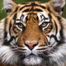MaryRyan_LCSS's profile picture. Interim  Principal at Bradwell Institute. Go Tigers!
