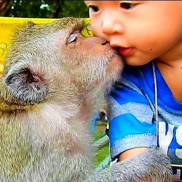 I like video funny, I like monkey