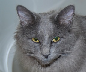 Hand4Paws Profile Picture