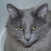 Hand4Paws (@hand4paws) Twitter profile photo