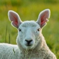 Seiber of the Lâmbs 🏴 (@datasecwales) 's Twitter Profile Photo Seiber of the Lâmbs 🏴 (@datasecwales) 's Twitter Profile Photo