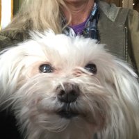 Pea Woodruff (@peawoodruff) 's Twitter Profile