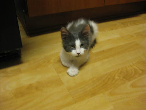 ProfessrPooPaws's profile picture. Professor of Feline Studies, honey badger enthusiast, Friskies connoisseur.