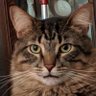 duritzkitten's profile picture. Crazy Cat Lady