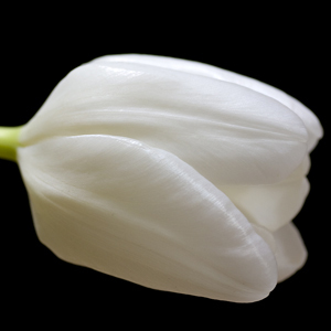 fishogenic's profile picture. I love taking photos of fish