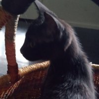 Rebella Smith 🇦🇺💜🤍💚♀️XX✊🦕🐈⬛ (@rebellasmith) 's Twitter Profile Photo Rebella Smith 🇦🇺💜🤍💚♀️XX✊🦕🐈⬛ (@rebellasmith) 's Twitter Profile Photo