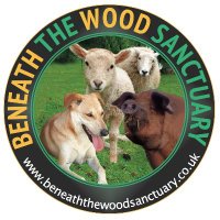 Beneath The Wood Sanctuary Ⓥ 𓃟 Pigoneer(@BTWsanctuary) 's Twitter Profile Photo