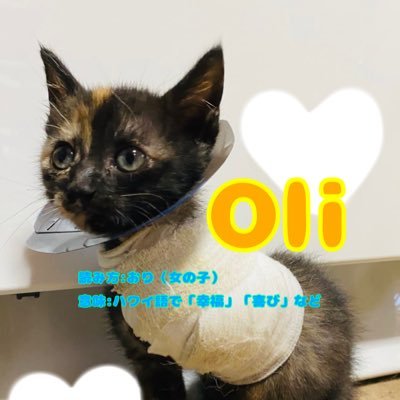 左手のない3本足の猫「Oli(オリ)」です🐱❤️ 2020年7月15日に家族になりました🙌🏻✨カラスに左手を食べられているところを助けていただきました😭✨まだ赤ちゃんのOliの成長記録を載せていけたらいいな♪