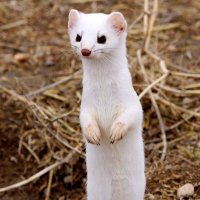 Conspiratorial weasel #99(@Angusmac76) 's Twitter Profile Photo