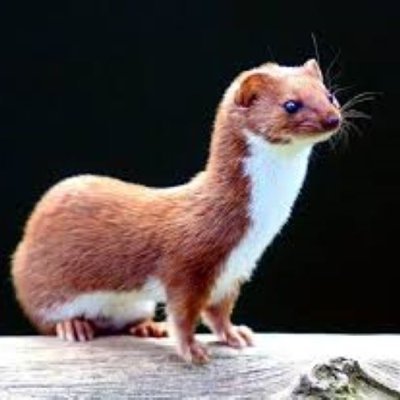 Purplexed Profile