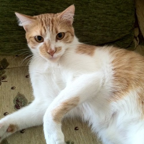 gulruerdier's profile picture. 