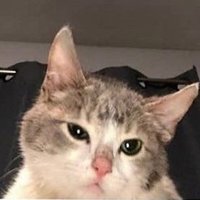 Dragunov (@dragunov108) 's Twitter Profile