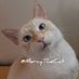 MercyTheCat (@MercyTheCat) Twitter profile photo