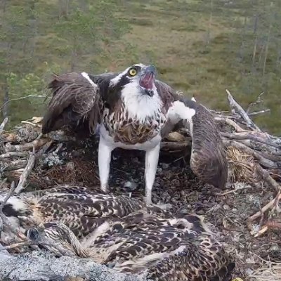 birefringence15's profile picture. good