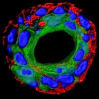 Grose Lab (@thegroselab) 's Twitter Profile