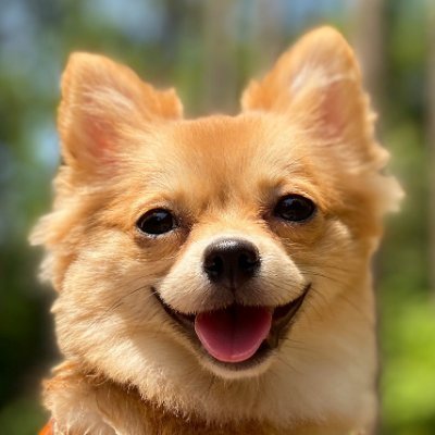 ポメラニアン チワワミックス ライオンしっぽのくぅちゃん Qoo Pomechiwa Twitter