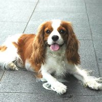 ラッティ (@1107op) 's Twitter Profile