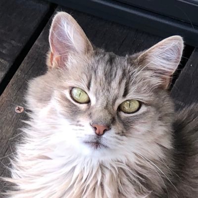 AdamsMayumi's profile picture. 家族と猫のミミとのんびり田舎暮らしです。