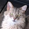 AdamsMayumi's profile picture. 家族と猫のミミとのんびり田舎暮らしです。