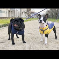 pug_bostonterrier_bros(@Aki_Fuji8) 's Twitter Profile Photo