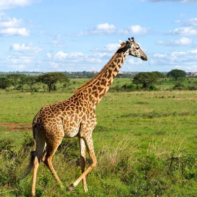 https://t.co/2MslxcapaM's official Twitter Account. Come plan your perfect trip to Nairobi with us. For travel assistance, contact us at support@cities.com