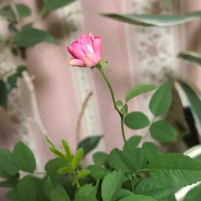 newmeowknow's profile picture. 