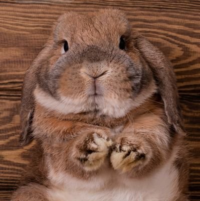 leelixingxing's profile picture. 