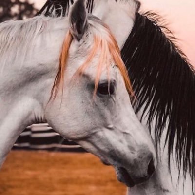 Rbm_12_'s profile picture. "بابٍ يساوم عزة النفس مردود♥️