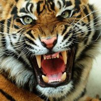 Veera (@veera57760078) 's Twitter Profile Photo