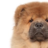 CHAW CHAWさんのプロフィール画像