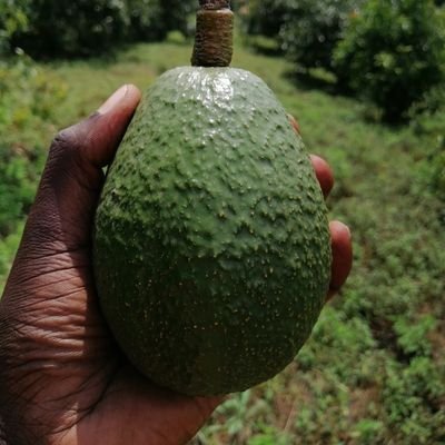 All about Kenyan Avocado |
#KenyanAvocado | #Hass | #Fuerte | #Avocado | #Kenya