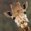 Giraffe named Bob(@CanoeCapt) 's Twitter Profile Photo