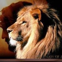 my10reds's profile picture. I, do solemnly swear that I will support and defend the Constitution of the United States against all enemies, foreign and Domestic.