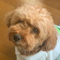 KAHORU💙なかい🌟🌟🌟🌟🌟 (@khr55k) 's Twitter Profile