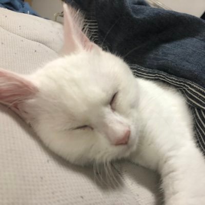 やぎゅうさんのプロフィール画像