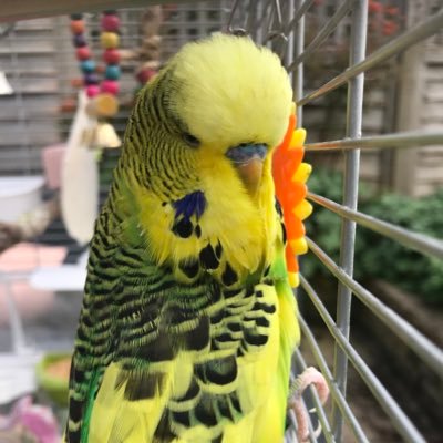 I’m Hoopy. I’m a budgie. I live with Hailey and we are both named after the Celtic FC mascots. I have the misfortune to live with @ilkleymax