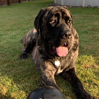 LouMustillo's profile picture. 