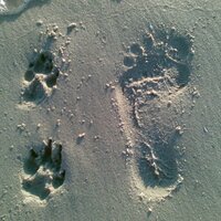 Julian Holsman (@upuspupus) 's Twitter Profile Photo