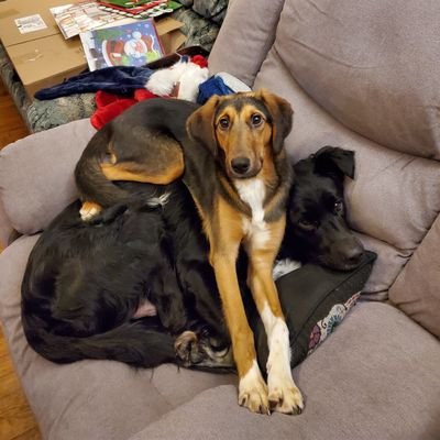 Kylo (5 yr old Border Collie/Lab mix brother), & Rey, (3 yr old Hound mix sister). Rescue doggos living their best life!!! 🐶🐕🐶💙💜💚