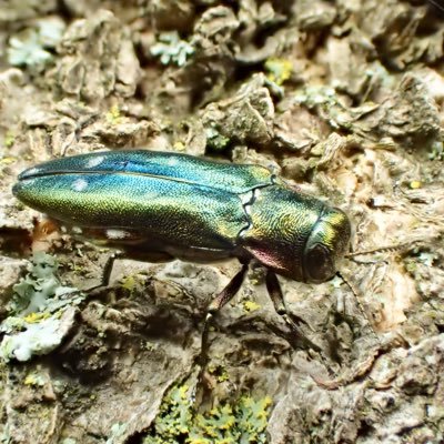趣味で昆虫採集と標本作成やってます。タマムシ科が一番好き。その他は鱗翅目、オサムシ上科、ゾウムシ上科、ハムシ上科などを中心に幅広く。 野鳥やその他の動植物も少しづつ勉強中。写真はTG-4またはCOOLPIX P950。生物分類技能検定2級(動物)。社会人(2021〜)