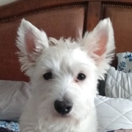 FoxMcmuffins's profile picture. 