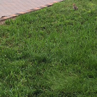 npintech's profile picture. 