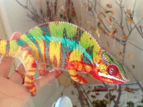 LEONうめざわ☆ (@petshopleon) / Posts / X