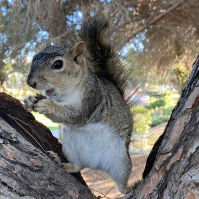 I’m just a 🐿 in the 🌎 trying to get a 🥜. read books📚 👟nerd. “Yo soy agricultor” -Chapo Guzman ❤️Hashem🙏🏻