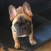 MellyBelly (@JamesonFrenchie) Twitter profile photo