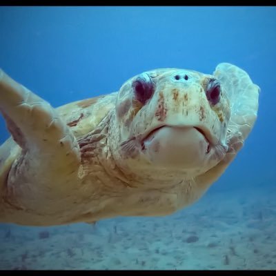 cricktn1's profile picture. Mom to Twin Girls who Love Basketball